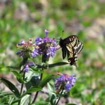 Swallowtail visiting flower