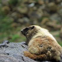 Marmot hanging out
